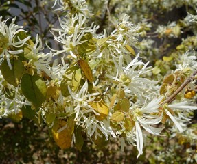 トキワマンサク