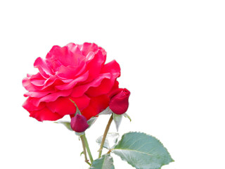 pink rose with buds isolated on white background