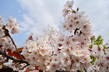 桜の花