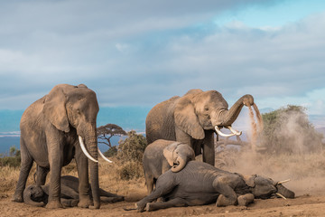 Fototapeta premium Elephants Spa Time!