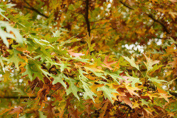 Maple leaves in Monza park. Italy