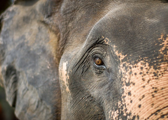 elephant in zoo