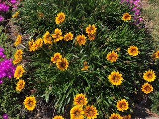 Obraz premium Yellow flowers 
