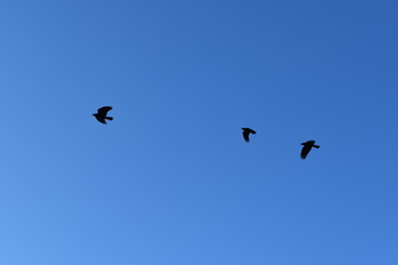 flock of flying birds in flight