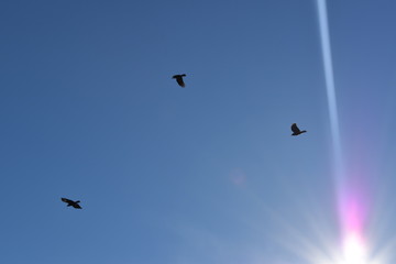 birds flying in the blue sky