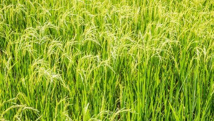 Background of fresh spring Green yellow wheat harvest agriculture business field ears close up with shallow depth Nature backdrop
