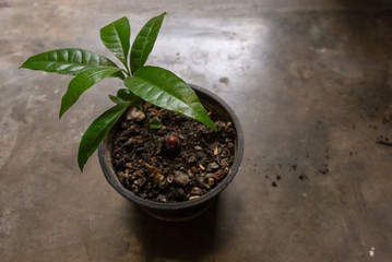 plant in a pot