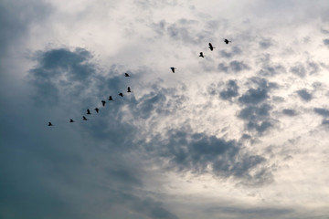 egret group flying to home on white blue sky soft cloud