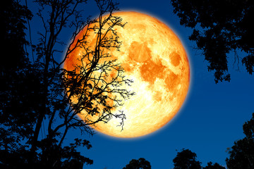 Fototapeta na wymiar full crust moon back on silhouette plant and trees on night sky