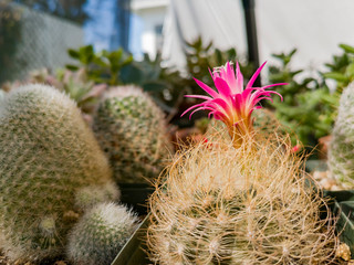 Close up shot of a cactus flower bud blossom