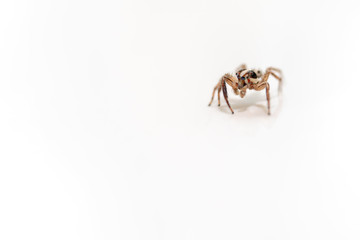 Jumping Spider Isolated