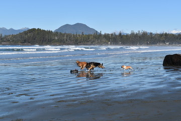 dogs chasing toy car