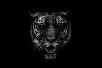 Poster Im Rahmen Schwarz-weiß Schöner Tiger auf schwarzem Hintergrund © Aomarch