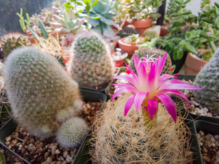 Close up shot of a cactus flower bud blossom