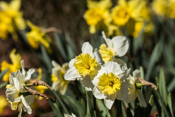 Daffodils Blooming in Spring