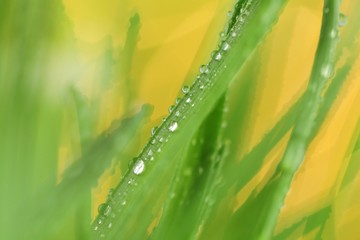 Grass stems with water drops macro.Spring grass in dew drops close-up on a blurred yellow background.green spring grass background.Phone wallpaper