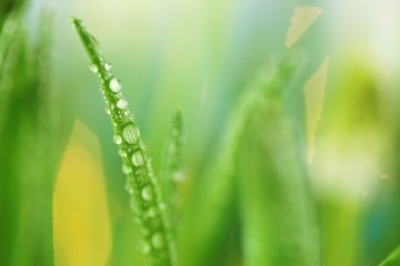Grass stems with water drops macro.Spring grass in dew drops  on a blurred vegetable  background.green spring grass background.Phone wallpaper
