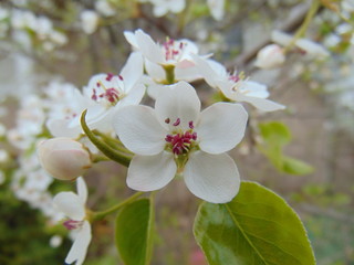 white flowers of Bradford pear tree