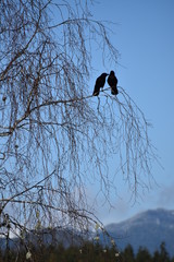romantic birds on a tree