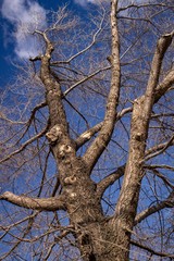 Fototapeta na wymiar Old bare tree in early spring