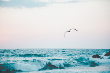 Fototapeta na wymiar seagull flying over the wavy ocean