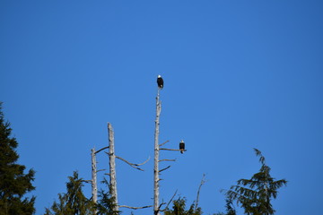 eagles sitting on a tree