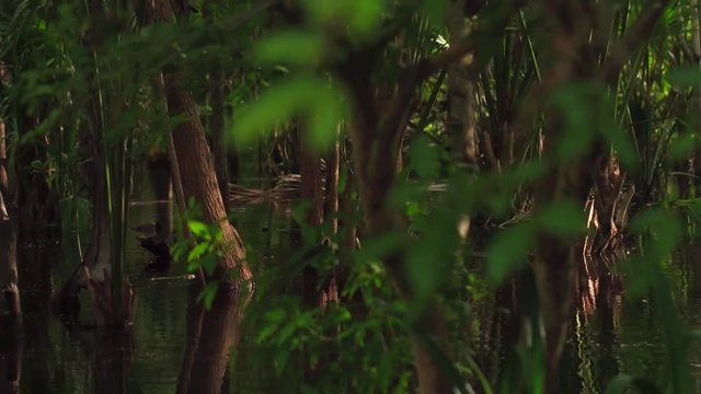Shot of a tropical forest flood in the mangrove in La Ventanilla, Oaxaca