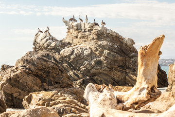 Pelicans on a cliff like Happy Feet
