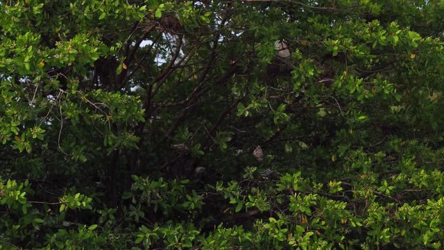 Aerial shot of heron flying from a mangrove in La Ventanilla, Oaxaca