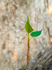 The new Bodhi tree that grew.