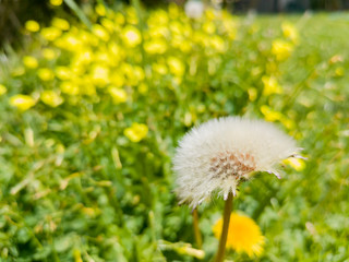 Beautiful close up shot of Taraxacum
