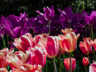 Beautiful tulips blossom in a sunny day at Descanso Garden