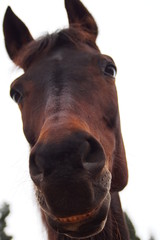 Naklejka premium black brown horse smiling and looking