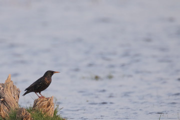 Common Starling by the creek 