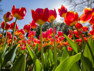 Fototapeta premium Patrząc na piękne tulipany kwitnące z ziemi w słoneczny dzień w Descanso Garden