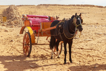 Obraz premium Horse chariot in desert