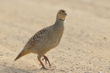 Grey Francolin in grace 
