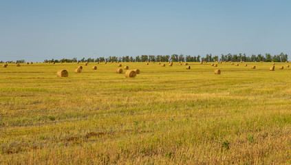 Fototapeta na wymiar Agricultural field. Round bundles of dry grass in the field against the blue sky.