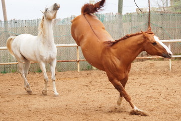 brown horse and white horse playing