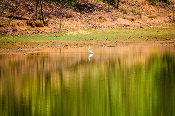 great egret