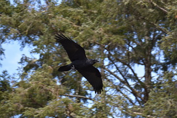 flying raven