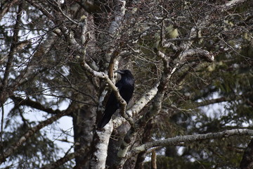 raven sitting on a tree