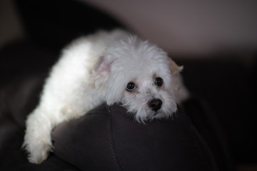Cute little white Maltese 