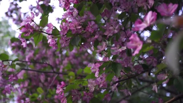 Beautiful blooming pink flowers Apple. Stock footage. Bright and delicate Apple blossoms on branches with green leaves in spring. Blooming colors of fragrant spring