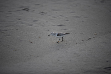 little bird on the beach