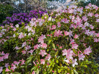 Beautiful pink  Rhododendron blossom
