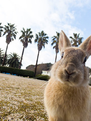大久野島の野生のうさぎたち23 Wild rabbits on Okunoshima