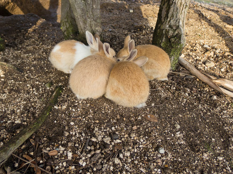 キスする恋人うさぎ2 Lover rabbit to kiss