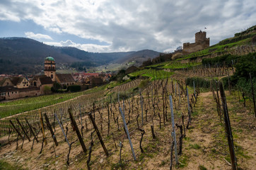 Fototapeta na wymiar Landscape with a grape field at the end of March. The vine has no leaves. France. Alsace. In the background there are mountains, the old castle and the city of Kaysersberg.