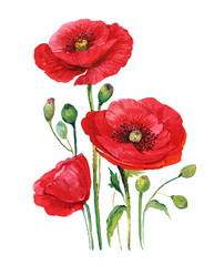 poppies flowers watercolor illustration on isolated white background